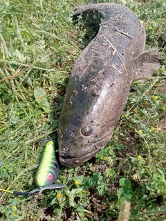 ライギョの釣果