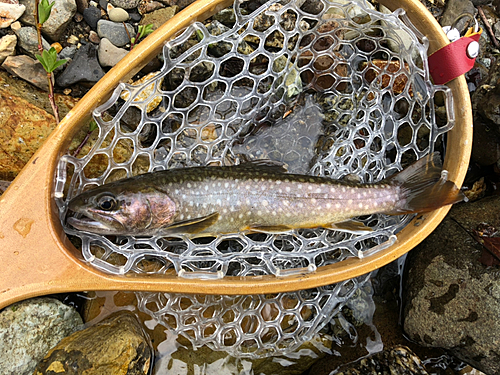 イワナの釣果