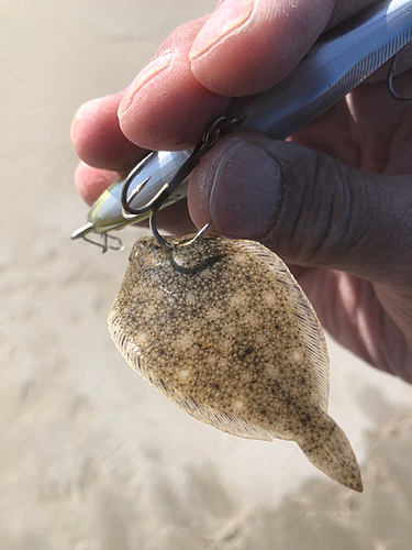 ソゲの釣果