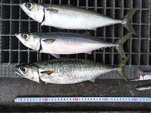 サバの釣果