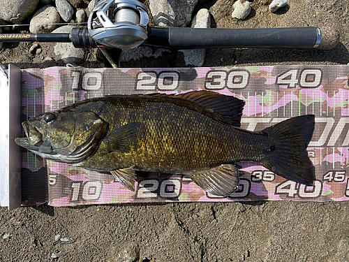 スモールマウスバスの釣果