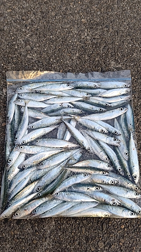 サバの釣果