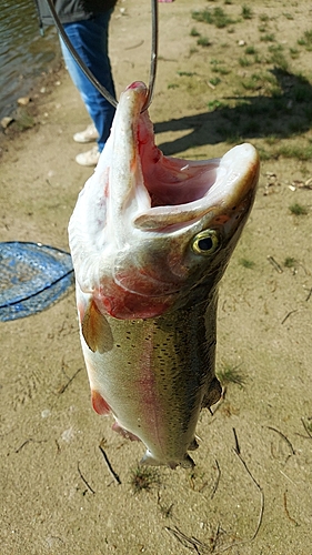 ニジマスの釣果