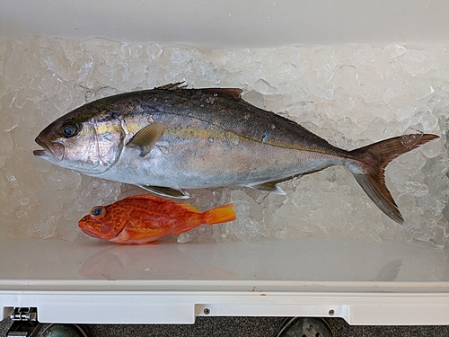 カンパチの釣果