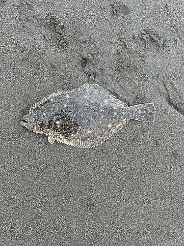 ソゲの釣果