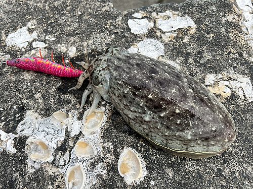 コウイカの釣果