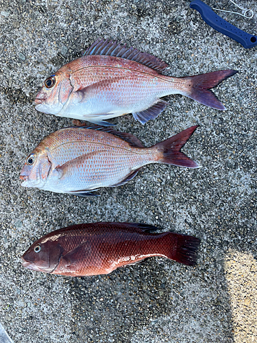 マダイの釣果