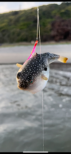 クサフグの釣果