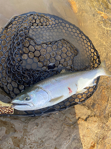 シラメの釣果