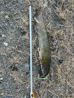 ナマズの釣果