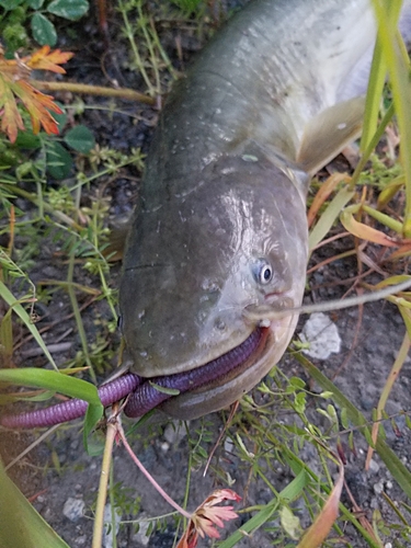 ナマズの釣果