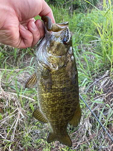 スモールマウスバスの釣果