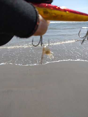 エビの釣果