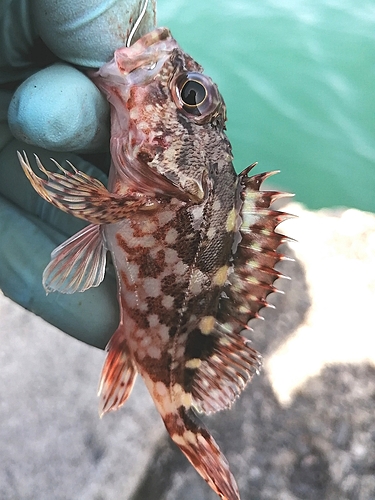 クロホシイシモチの釣果