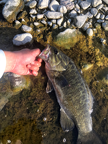 スモールマウスバスの釣果