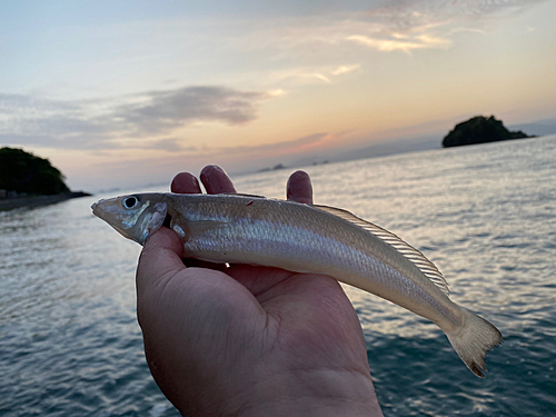 キスの釣果