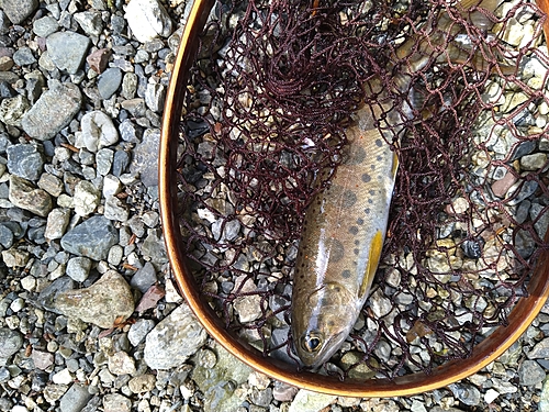 アマゴの釣果