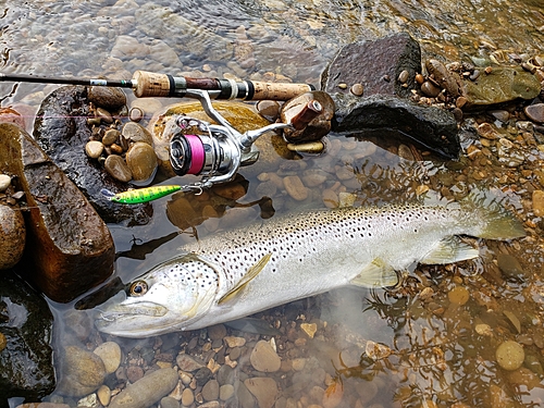 ブラウントラウトの釣果