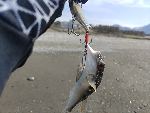 クサフグの釣果