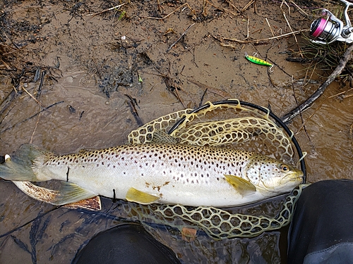 ブラウントラウトの釣果