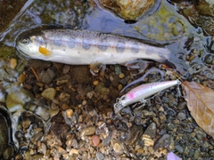 アマゴの釣果