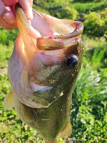 ラージマウスバスの釣果