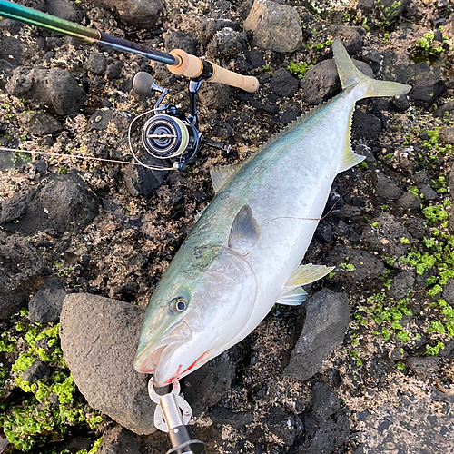 ブリの釣果