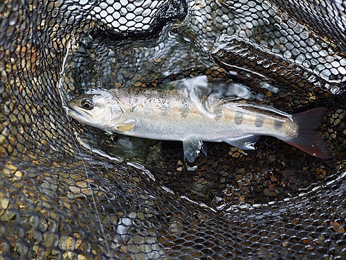 アマゴの釣果