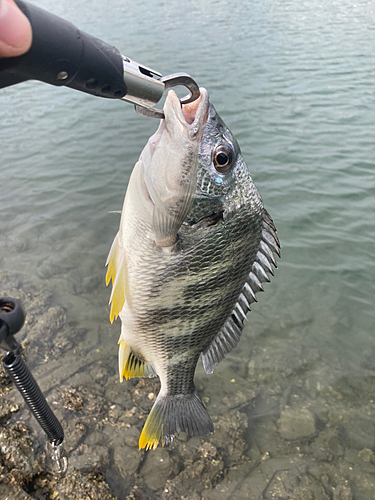 キビレの釣果