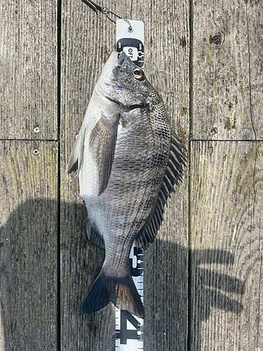 チヌの釣果