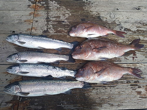 マダイの釣果