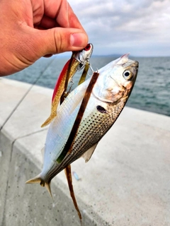 コノシロの釣果