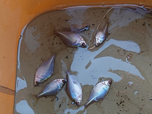 タナゴの釣果