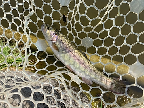 ニジマスの釣果