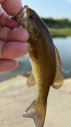 スモールマウスバスの釣果