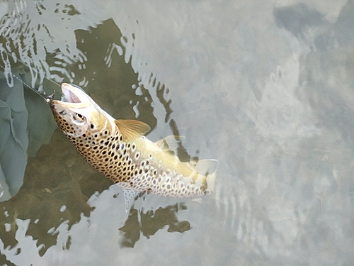 ブラウントラウトの釣果