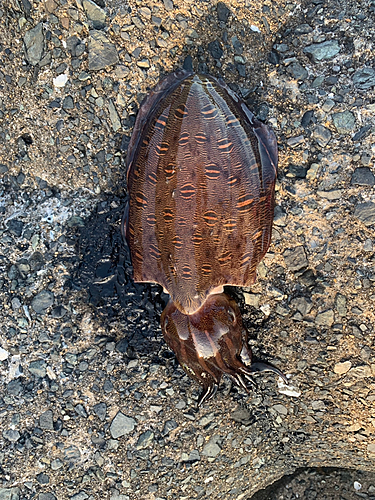 モンゴウイカの釣果