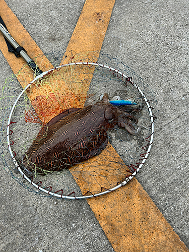 モンゴウイカの釣果