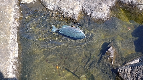 グレの釣果