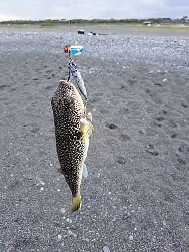 クサフグの釣果