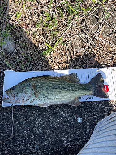 ブラックバスの釣果