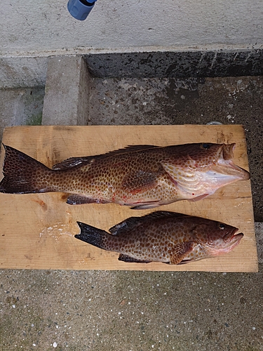 オオモンハタの釣果