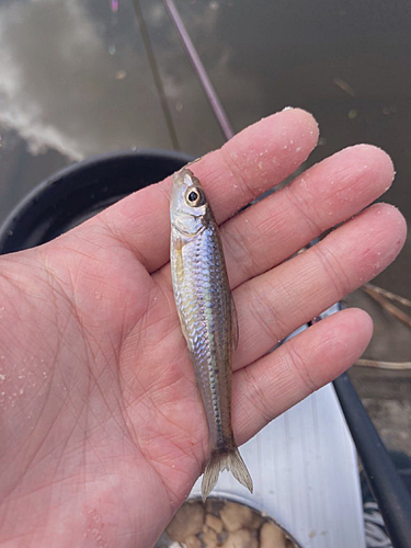 ウグイの釣果