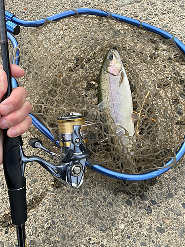 ニジマスの釣果