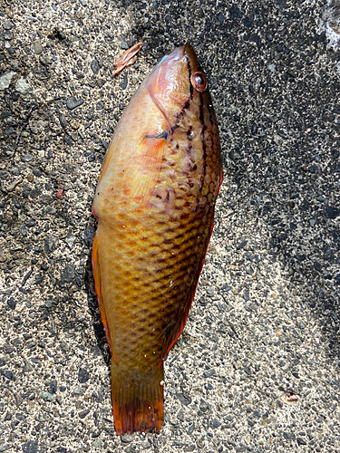 アカササノハベラの釣果