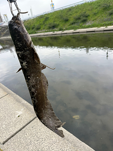 ニホンナマズの釣果