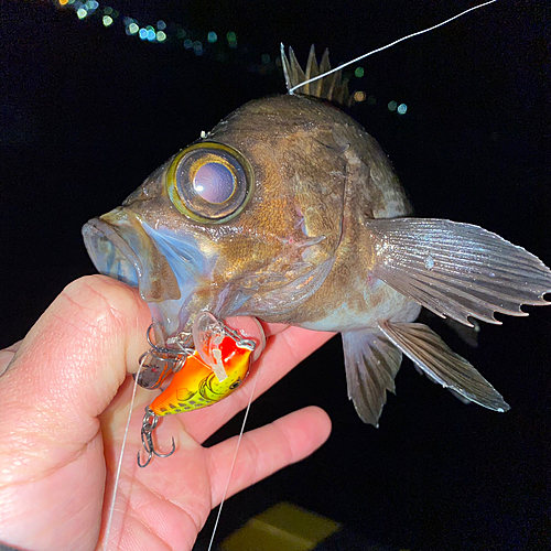 メバルの釣果