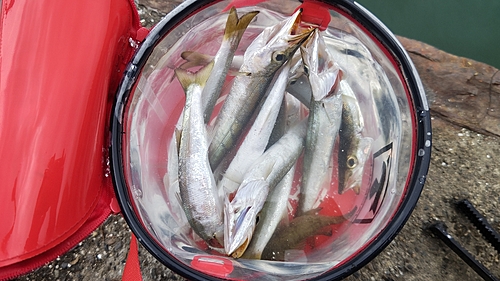 カマスの釣果