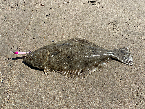 ヒラメの釣果