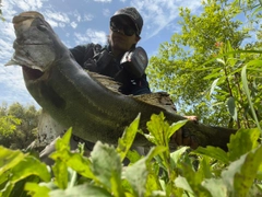 タイリクスズキの釣果